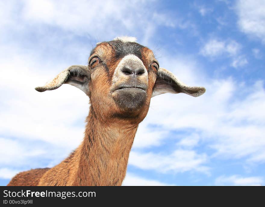 Very cute young kinder goat in pasture on farm. Very cute young kinder goat in pasture on farm.