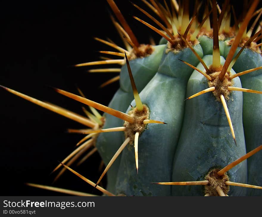 Close-up view of top of Azureocereus hertlingianus cactus plant with focus on sharp wicked-looking spines