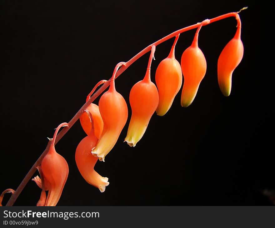 Orange-colored pods or blooms of succulent plant against black background. Orange-colored pods or blooms of succulent plant against black background