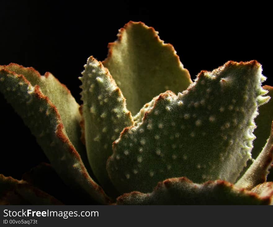 Jagged-edged leaves with white bumps of exotic-looking succulent plant