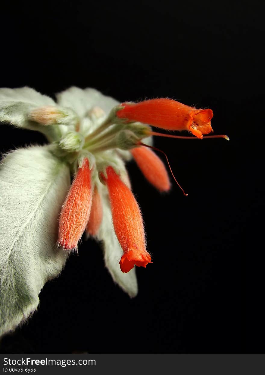 Striking orange blooms of hairy succulent plant with silver-looking leaves against black background. Striking orange blooms of hairy succulent plant with silver-looking leaves against black background