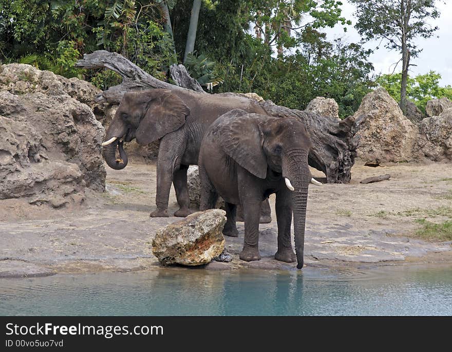 Elephants Watering