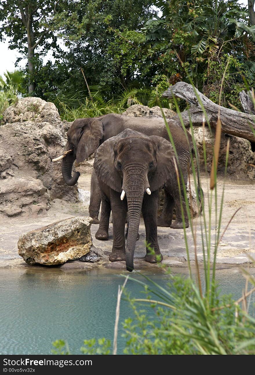 Two Elephants By Stream