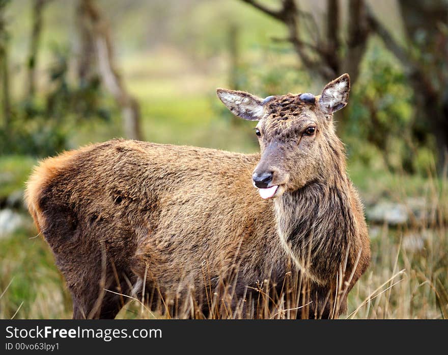 Scottish Red Deer Stag on the isle of Arran, with button antlers just starting to grow, sticking tongue out. Scottish Red Deer Stag on the isle of Arran, with button antlers just starting to grow, sticking tongue out