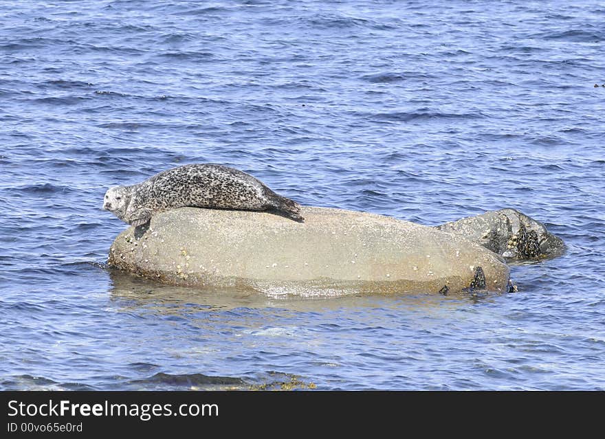 Gray Seal basking on rock