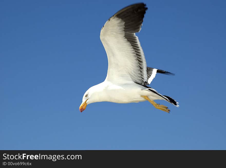 Pacific Gull