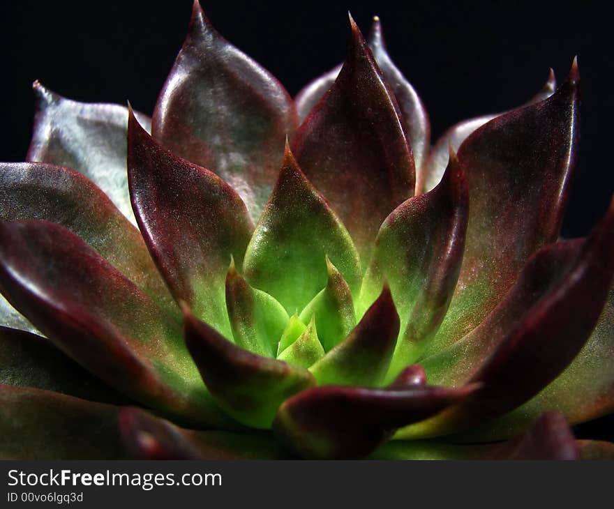 Close-up view of rosette design of succulent Echeveria plant called Black Prince. Close-up view of rosette design of succulent Echeveria plant called Black Prince