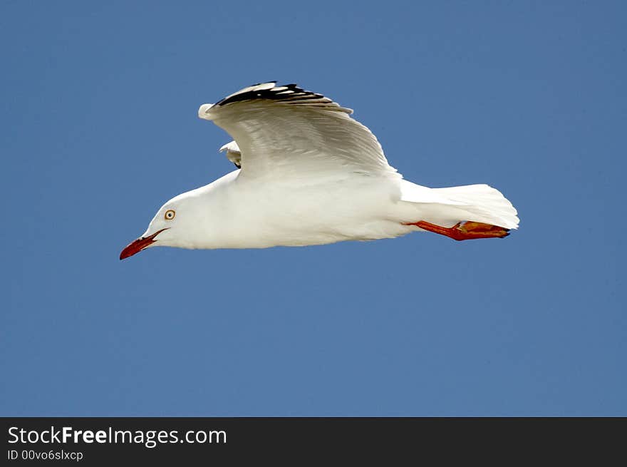 Silver Gull 02