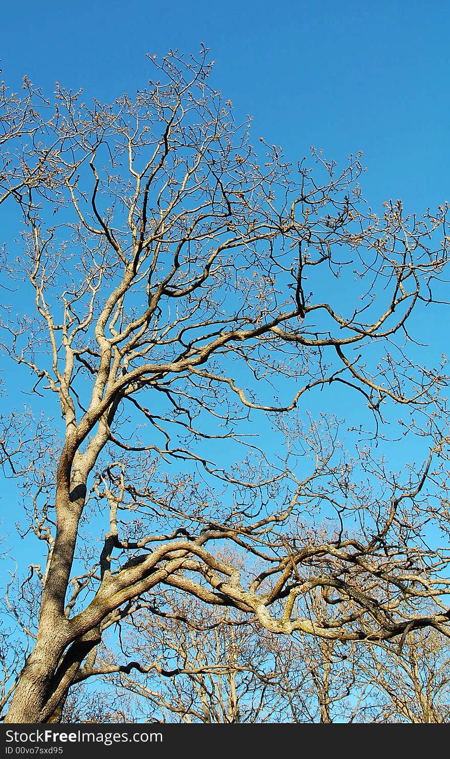 Abstract background of winter bald tree branches under blue sky, beacon hill park, victoria, british columbia, canada. Abstract background of winter bald tree branches under blue sky, beacon hill park, victoria, british columbia, canada