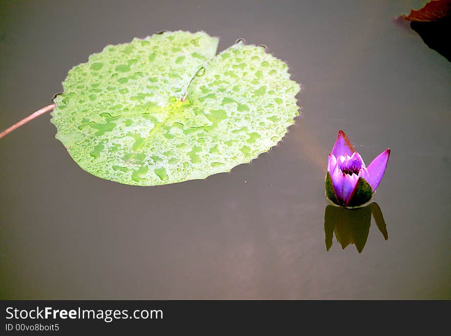 Purple lotus flower,south of china