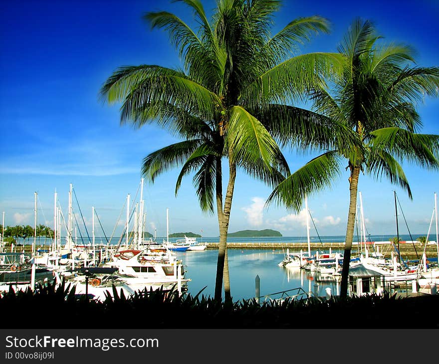 Yachts docked behind two coconut trees with blue sky. Yachts docked behind two coconut trees with blue sky