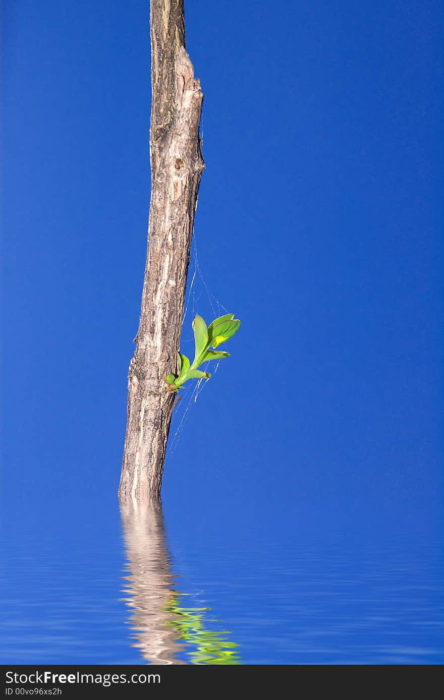 Dry branch with green leaves on blue sky