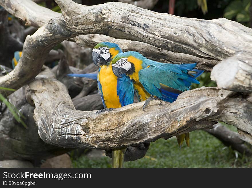 Beautiful parrot in a zoo in Bangkok