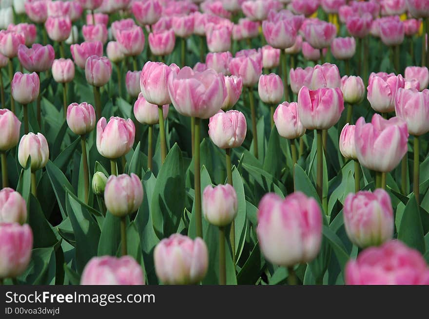 A field of light pink tulips after a little rain.