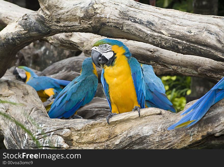 Beautiful parrot in a zoo in Bangkok