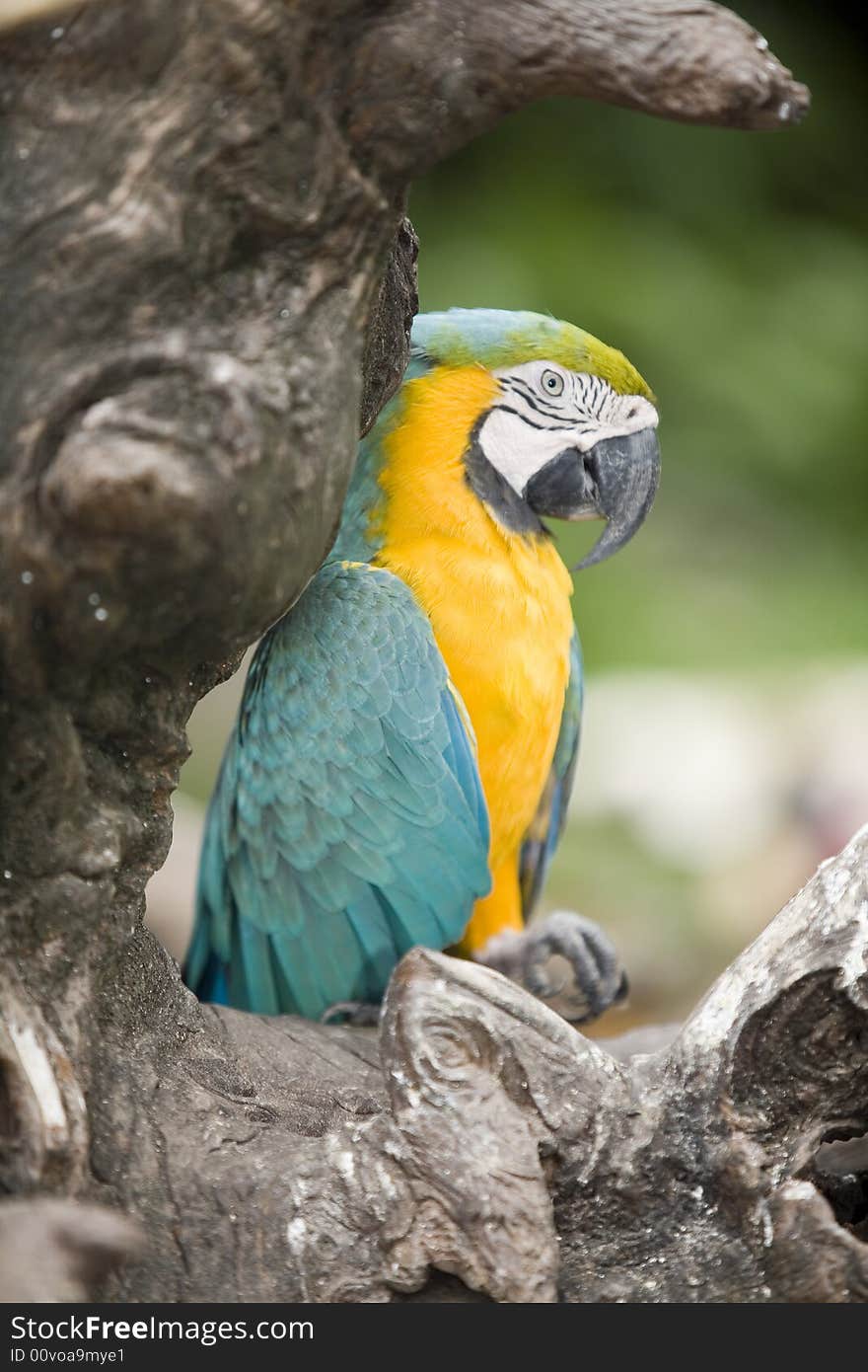 Beautiful parrot in a zoo in Bangkok