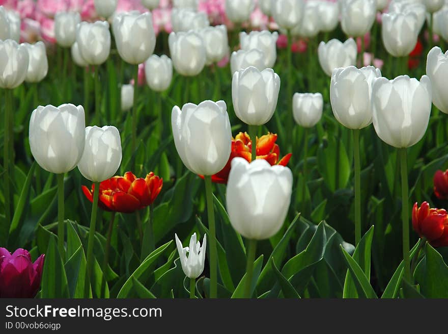 A field of white, red and pink tulips.