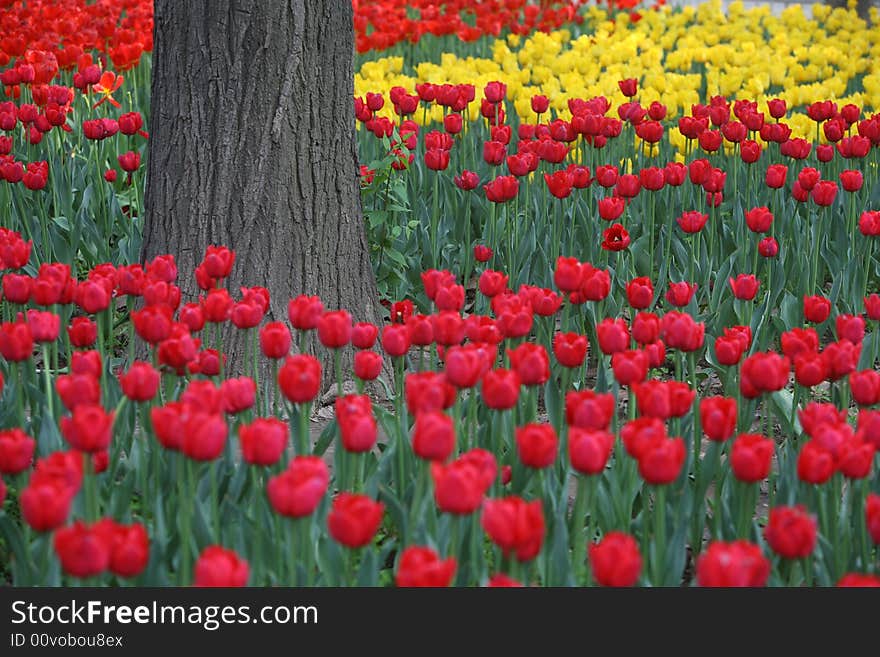 Trunk among tulips in the garden