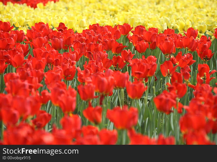 Red and yellow tulips in the garden