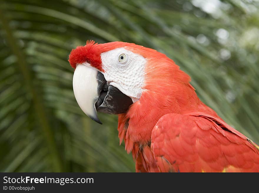 Beautiful parrot in a zoo in Bangkok