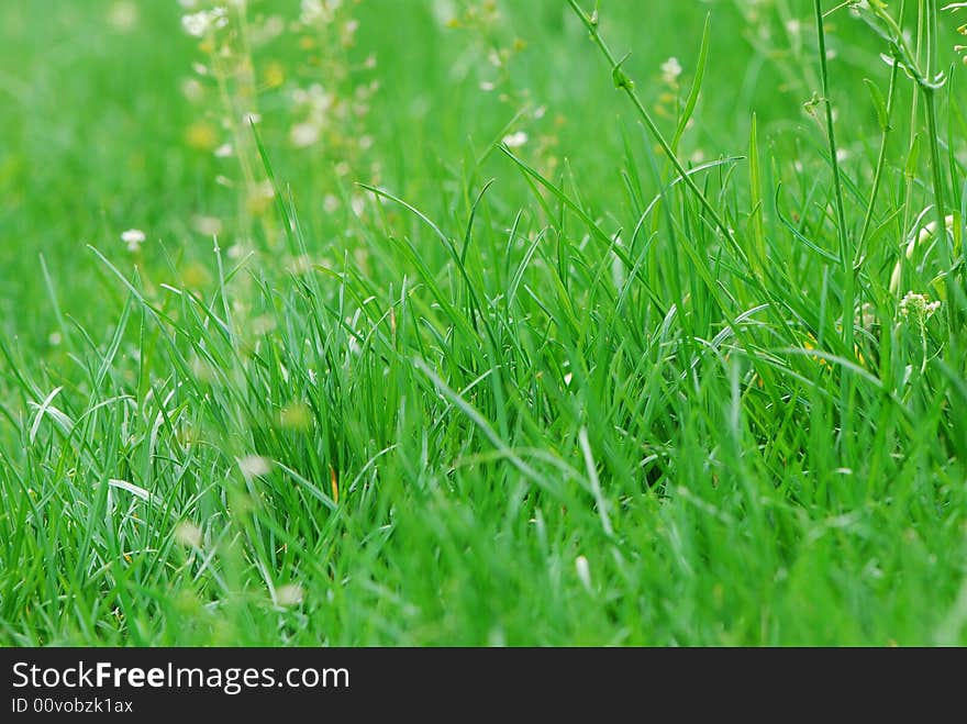 Image of a field of green grass under sunlight