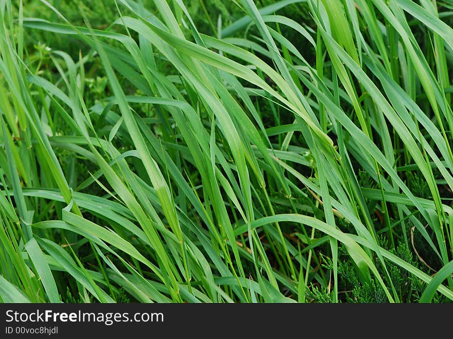 Image of a field of green grass under sunlight