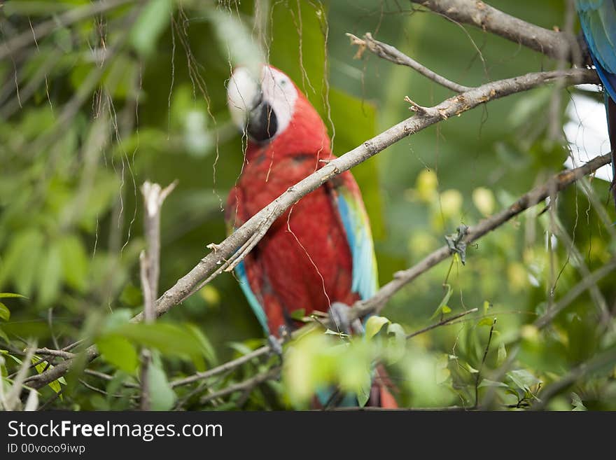 Beautiful parrot in a zoo in Bangkok