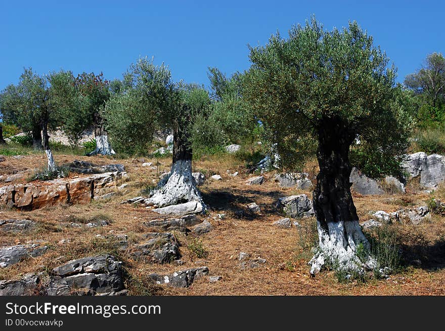 Land cultivated with olive trees, meadow, countryside, fresh