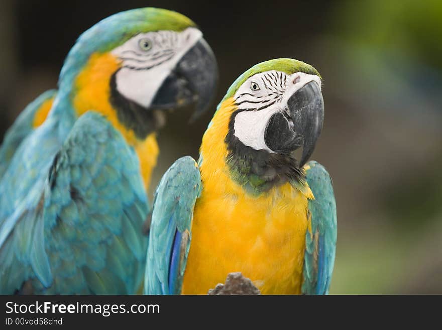 Beautiful parrot in a zoo in Bangkok