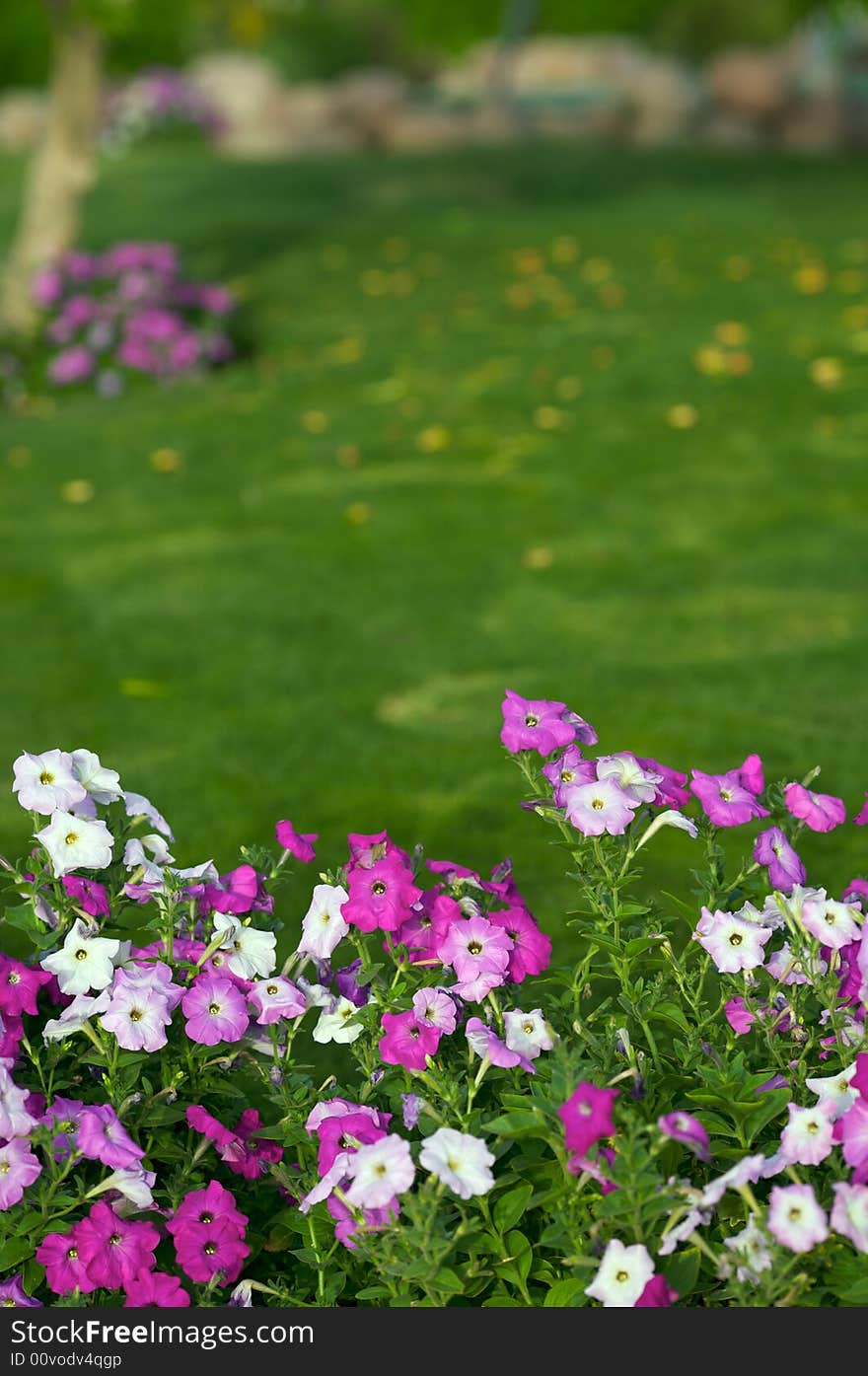 Flower bushes in the foreground. The photo much space for the text above - grass and trees out of focus. (12,8MP FullFrame). Flower bushes in the foreground. The photo much space for the text above - grass and trees out of focus. (12,8MP FullFrame)