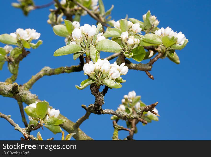 Blooming tree branch against clear blue sky. Blooming tree branch against clear blue sky.