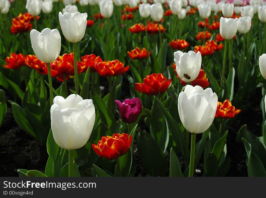 A field of sunlit white, red and pink tulips. A little bee is flying among flowers. A field of sunlit white, red and pink tulips. A little bee is flying among flowers.