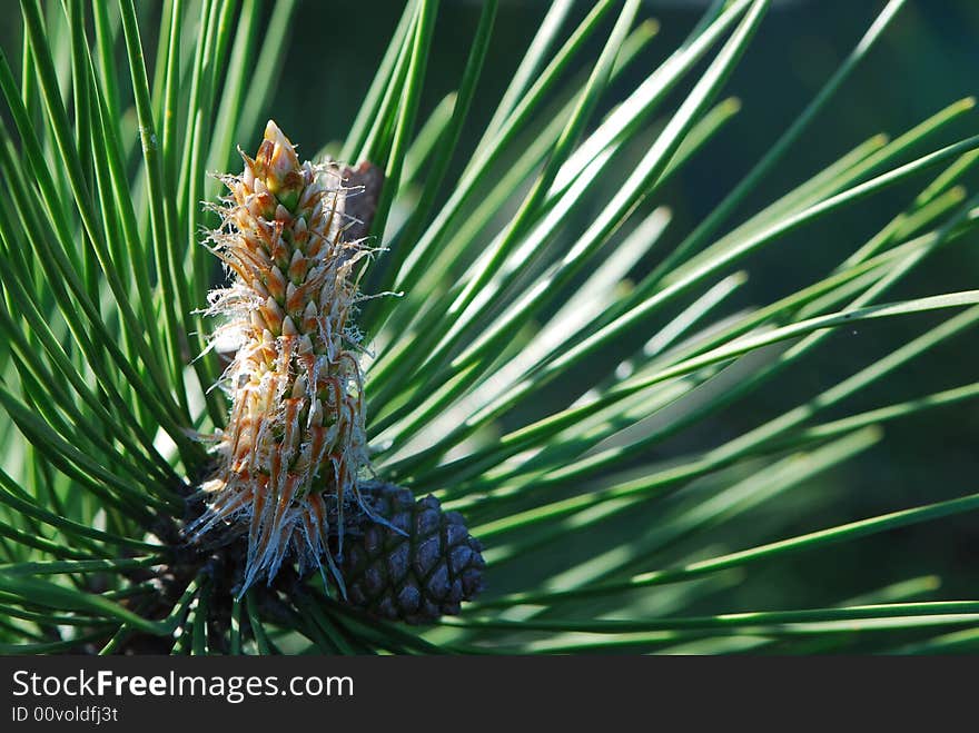 Pine Bud