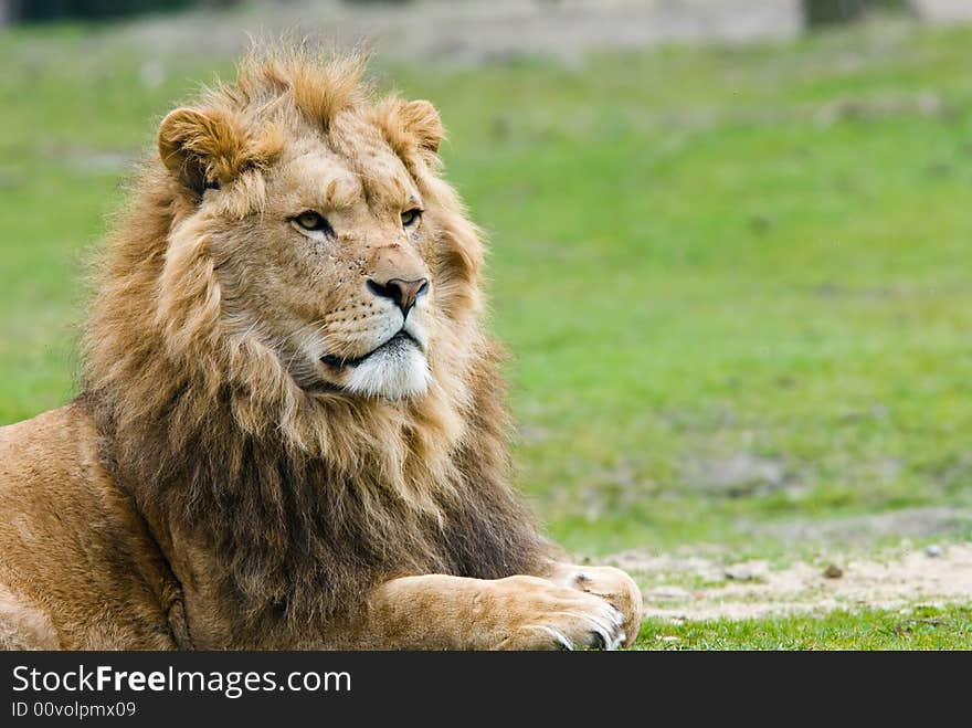 Portrait of a big african male lion