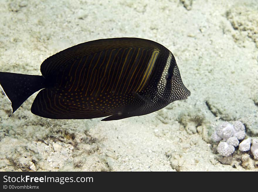 Sailfin tang (zebrasoma desjardinii)