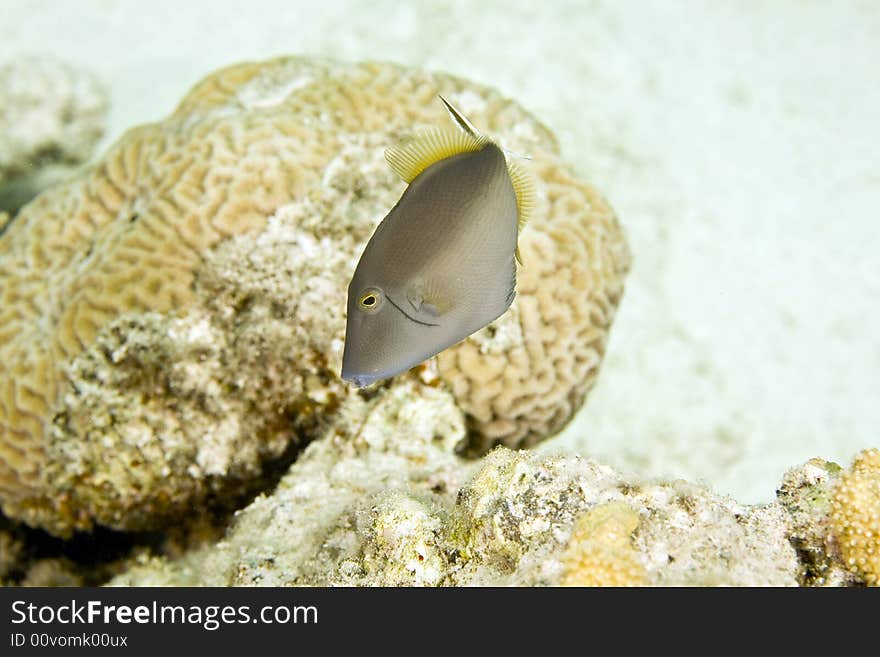 Bluethroat triggerfish (sufflamen albicaudatus)