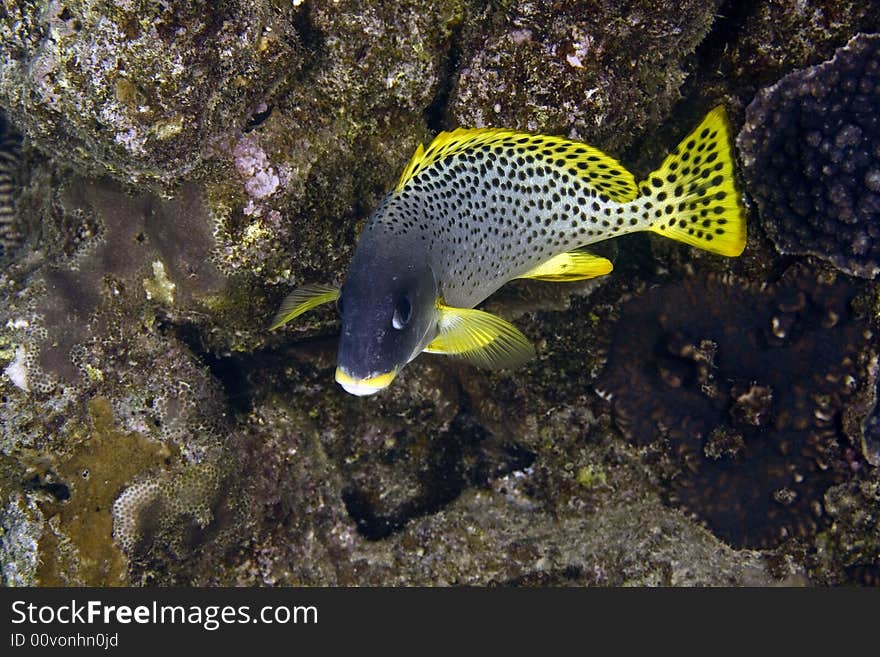 Blackspotted sweetlips (plectorhinchus gaterinus) taken in Na'ama Bay