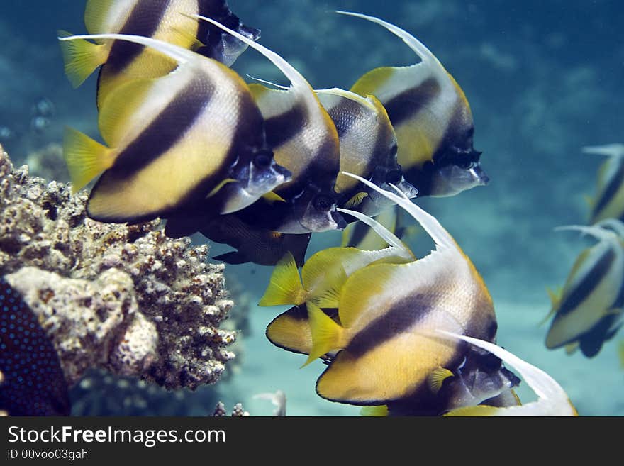 Red sea bannerfishes (heniochus intermedius) taken at sofitel house reef.