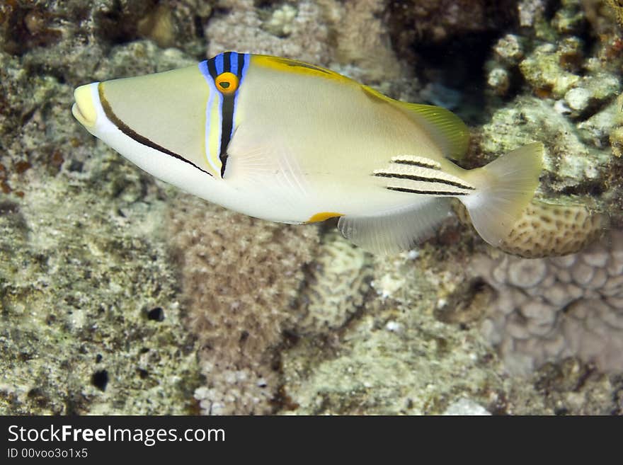 Picassofish (rhinecanthus assasi) taken at sofitel house reef.