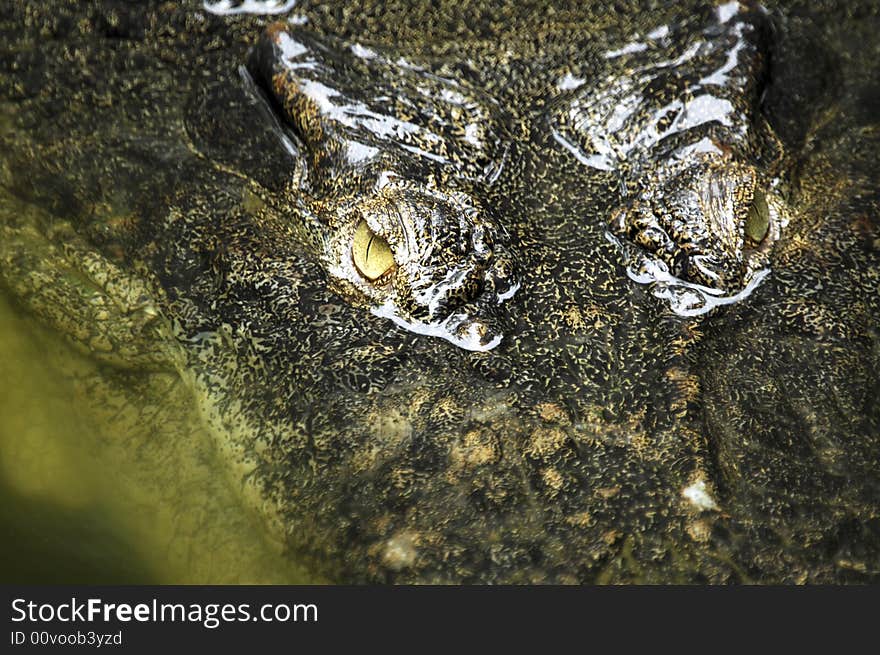 Indonesia; crocodile; the black head of an enormous crocodile