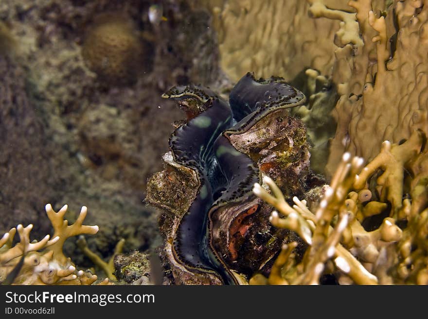 Common giant clam (tridacna maxima) taken at sofitel house reef.