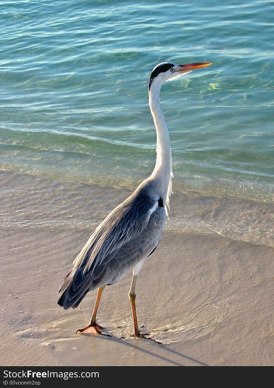 Bird : A big Grey Heron