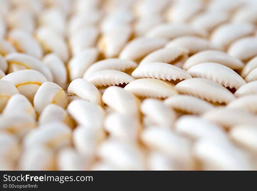 Abstract sea shell background close-up photo