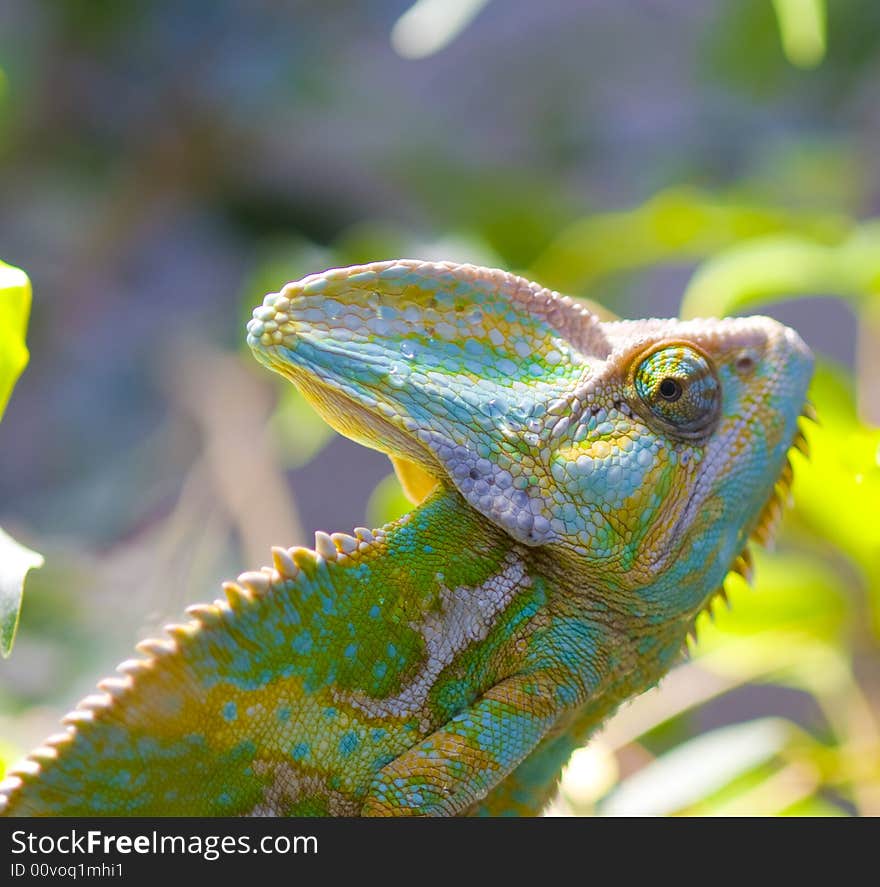 Iguana