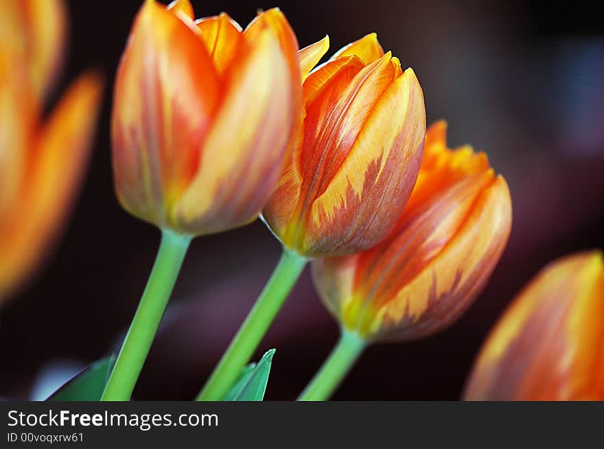 Tulips