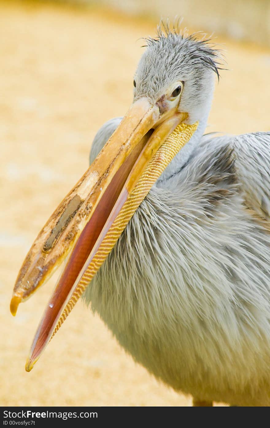 Pelican