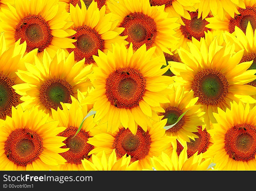 Field of sunflowers