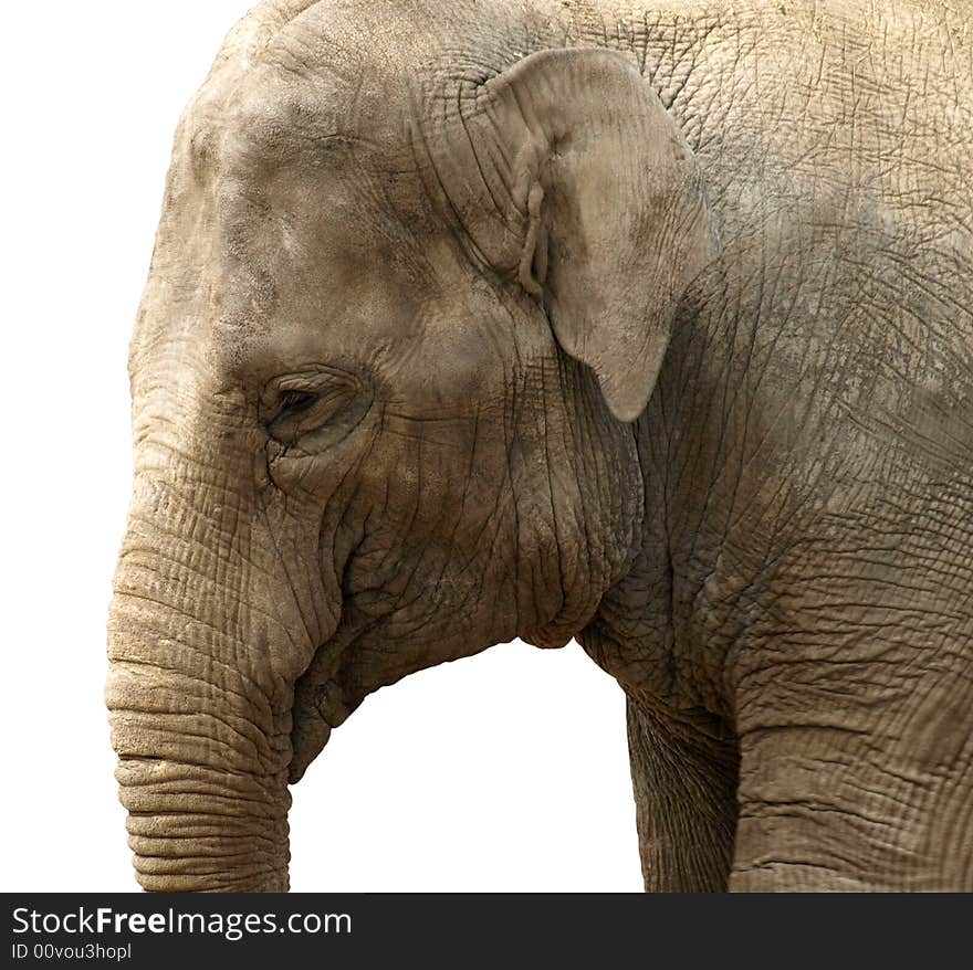 Close up of an elephants head isolated over white.