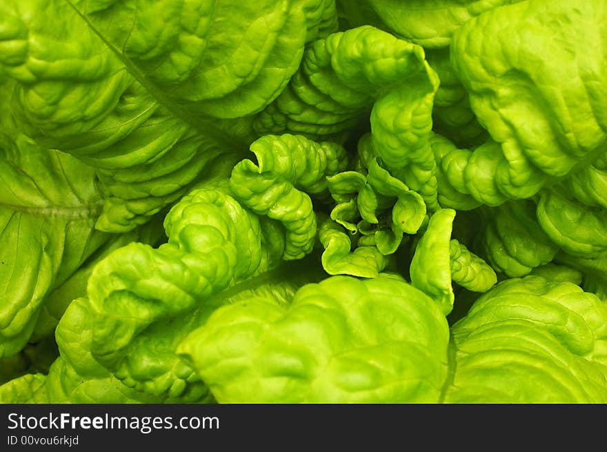 The backgroung with green lettuce