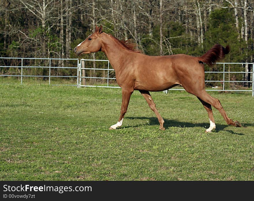 Two year old Arabian colt loping in field. Two year old Arabian colt loping in field